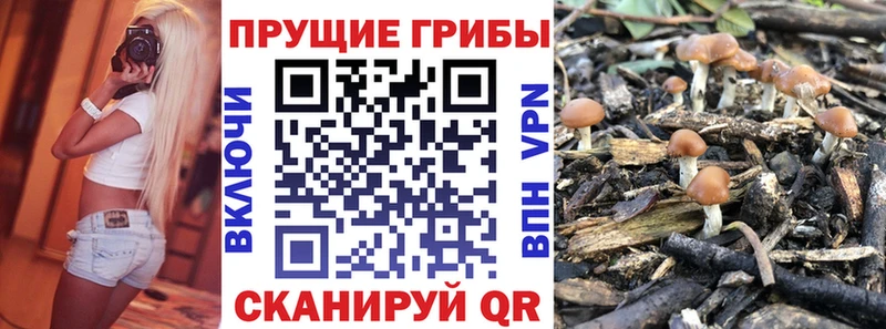 Псилоцибиновые грибы Psilocybine cubensis  Киров 